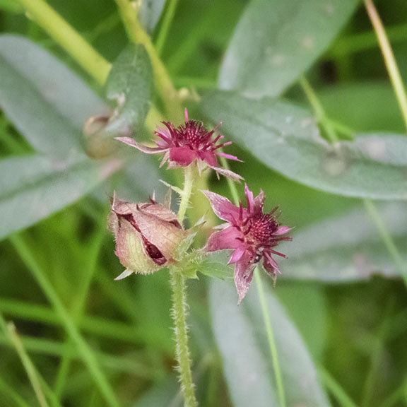 Wetland Wildflowers of the Adirondack Park: Marsh Cinquefoil (Comarum palustre) on Barnum Bog (19 July 2017). Wetland Wildflowers of the Adirondack Park: Marsh Cinquefoil (Comarum palustre) on Barnum Bog (19 July 2017).