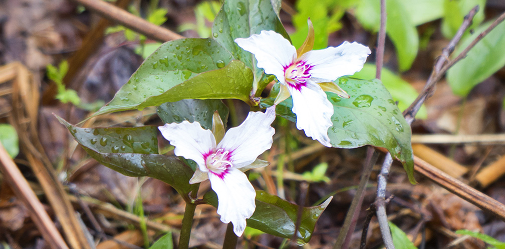 Wildflowers of the Adirondack Park: Painted Trilliums on the Boreal Life Trail (17 May 2014). Wildflowers of the Adirondack Park: Painted Trilliums on the Boreal Life Trail (17 May 2014).
