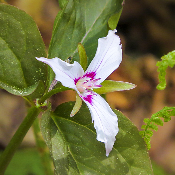 Wildflowers of the Adirondack Park: Painted Trillium on the Boreal Life Trail (23 May 2015). Wildflowers of the Adirondack Park: Painted Trillium on the Boreal Life Trail (23 May 2015).