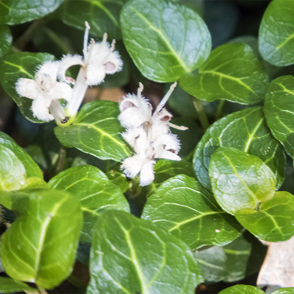 Wildflowers of the Adirondack Park: Partridgeberry (Mitchella repens) on the Barnum Brook Trail (12 July 2014). Wildflowers of the Adirondack Park: Partridgeberry (Mitchella repens) on the Barnum Brook Trail (12 July 2014).