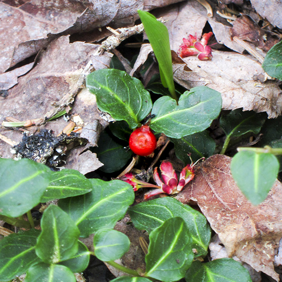 Wildflowers of the Adirondack Park: Partridgeberry (Mitchella repens) along the Boreal Life Trail (7 May 2014). Wildflowers of the Adirondack Park: Partridgeberry (Mitchella repens) along the Boreal Life Trail (7 May 2014).