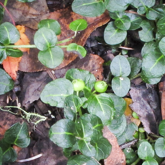 Wildflowers of the Adirondack Park: Partridgeberry (Mitchella repens) on the Boreal Life Trail (9 September 2012). Wildflowers of the Adirondack Park: Partridgeberry (Mitchella repens) on the Boreal Life Trail (9 September 2012).