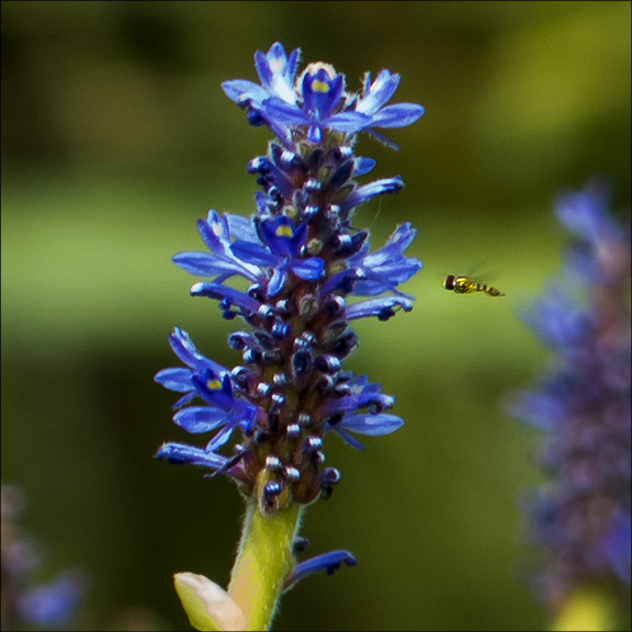 Wetland Wildflowers of the Adirondack Park: Pickerelweed on Barnum Brook (2 August 2013). Wetland Wildflowers of the Adirondack Park: Pickerelweed on Barnum Brook (2 August 2013).