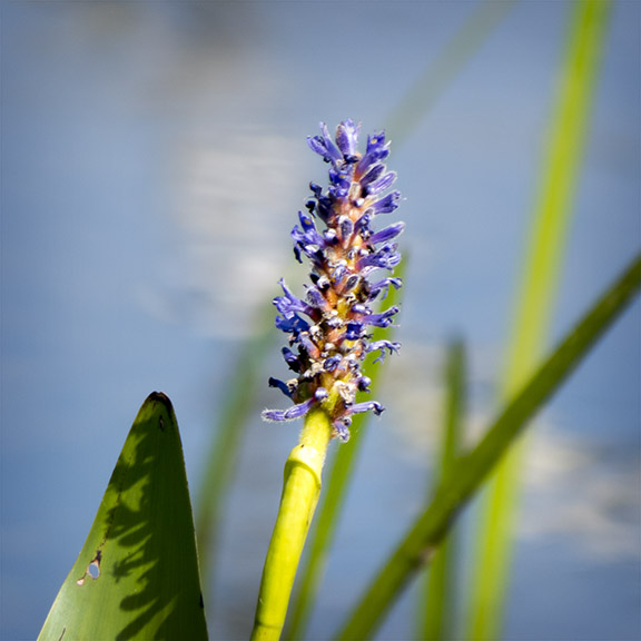 Wetland Wildflowers of the Adirondack Park: Pickerelweed growing on the edge of Barnum Brook (26 July 2014). Wetland Wildflowers of the Adirondack Park: Pickerelweed growing on the edge of Barnum Brook (26 July 2014).