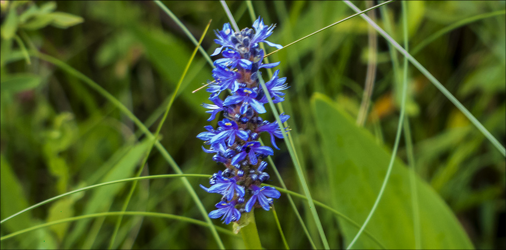 Wetland Wildflowers of the Adirondack Park: Pickerelweed on the edges of Heron Marsh (20 July 2013). Wetland Wildflowers of the Adirondack Park: Pickerelweed on the edges of Heron Marsh (20 July 2013).