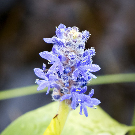 Wetland Wildflowers of the Adirondack Park: Pickerelweed on Heron Marsh (8 August 2014). Wetland Wildflowers of the Adirondack Park: Pickerelweed on Heron Marsh (8 August 2014).