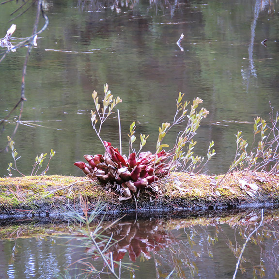 Wetland Wildflowers of the Adirondack Park: Pitcher Plant on the Black Pond Trail (29 April 2017). Wetland Wildflowers of the Adirondack Park: Pitcher Plant on the Black Pond Trail (29 April 2017).
