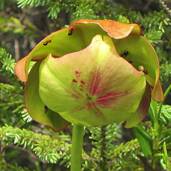 Wetland Wildflowers of the Adirondack Park: Pitcher Plant on Barnum Bog on the Boreal Life Trail (28 July 2012). Wetland Wildflowers of the Adirondack Park: Pitcher Plant on Barnum Bog on the Boreal Life Trail (28 July 2012).