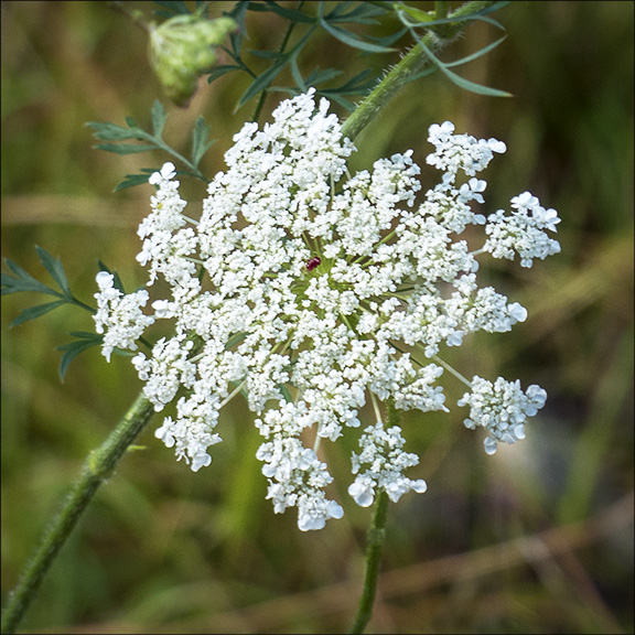 Queen Anne's Lace on the Woods and Waters Trail (23 August 2013). Wildflowers of Old Fields: Queen Anne's Lace on the Woods and Waters Trail (23 August 2013).