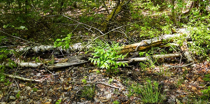 Wildflowers of the Adirondack Park: Rose Twisted Stalk (Streptopus lanceolatus) on the Henry's Woods Loop Trail (30 May 2022).