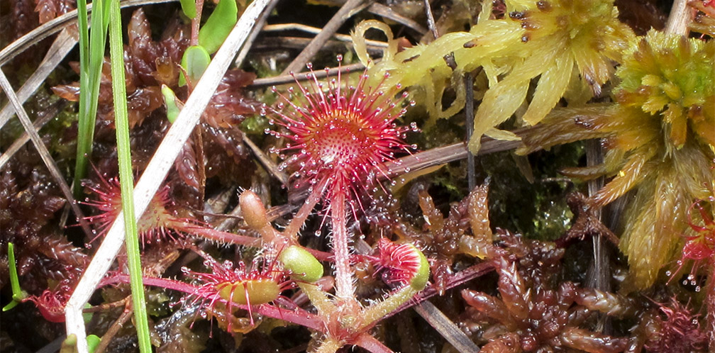 Wetland Wildflowers of the Adirondack Park: Roundleaf Sundew (Drosera rotundifolia L.) on Barnum Bog (28 July 2012). Wetland Wildflowers of the Adirondack Park: Roundleaf Sundew (Drosera rotundifolia L.) on Barnum Bog (28 July 2012).