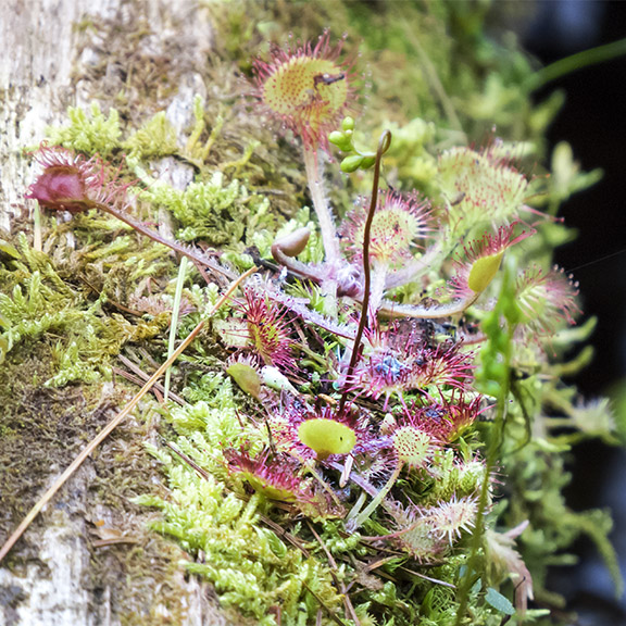 Wetland Wildflowers of the Adirondack Park: Roundleaf Sundew (Drosera rotundifolia L.) on the edge of Simkins Pond, Paul Smiths (11 July 2015). Wetland Wildflowers of the Adirondack Park: Roundleaf Sundew (Drosera rotundifolia L.) on the edge of Simkins Pond, Paul Smiths (11 July 2015).