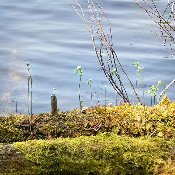 Wetland Wildflowers of the Adirondack Park: Roundleaf Sundew (Drosera rotundifolia L.) on the edge of Simkins Pond, Paul Smiths (11 July 2015). Wetland Wildflowers of the Adirondack Park: Roundleaf Sundew (Drosera rotundifolia L.) on the edge of Simkins Pond, Paul Smiths (11 July 2015).