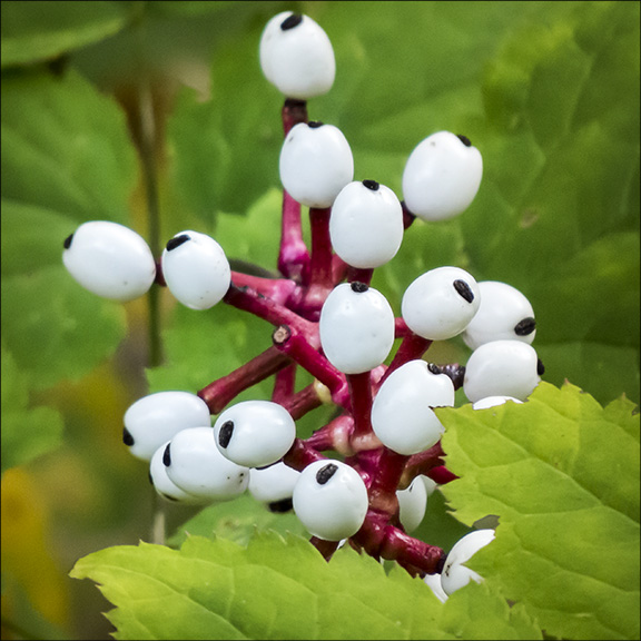 Adirondack Wildflowers: White Baneberry near Craig Wood (31 August 2015). Adirondack Wildflowers: White Baneberry near Craig Wood (31 August 2015).