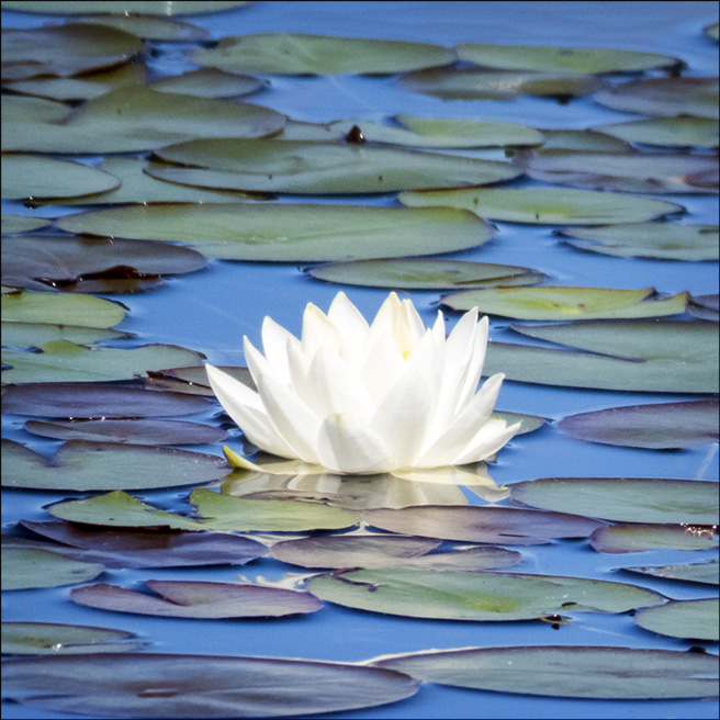 Adirondack Wildflowers: White Water Lily on Heron Marsh (23 June 2016) Adirondack Wildflowers: White Water Lily on Heron Marsh (23 June 2016)
