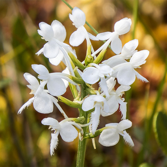 Adirondack Wildflowers: White-fringed Orchid on Barnum Bog (26 July 2014). Adirondack Wildflowers: White-fringed Orchid on Barnum Bog (26 July 2014).