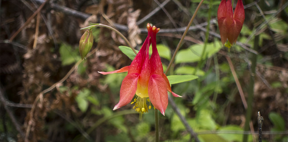 Wildflowers of the Adirondack Park: Wild Columbine (Aquilegia canadensis) blooming along the Barnum Brook Trail at the Paul Smith's College VIC (12 June 2013).