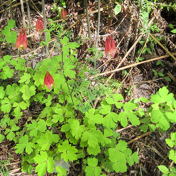 Wildflowers of the Adirondack Park: Wild Columbine on the Barnum Brook Trail at the Paul Smith's College VIC (9 June 2012).