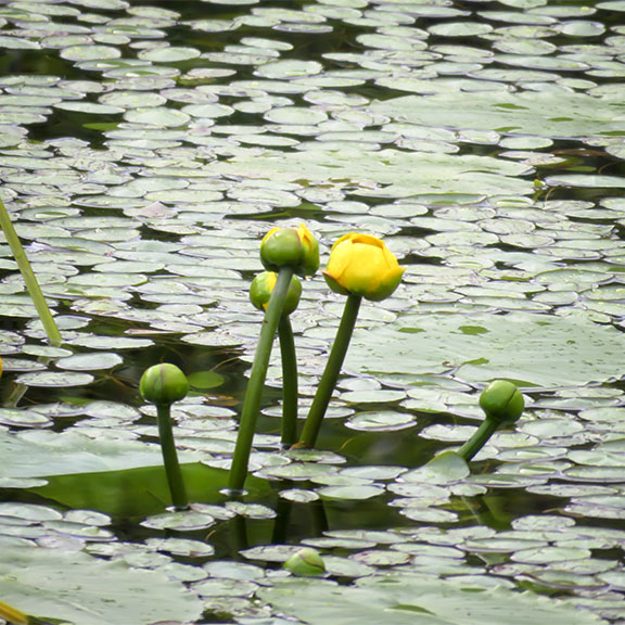 Wetland Wildflowers of the Adirondack Park: Yellow Pond Lily along the Bloomingdale Bog Trail (10 June 2017). Wetland Wildflowers of the Adirondack Park: Yellow Pond Lily along the Bloomingdale Bog Trail (10 June 2017).