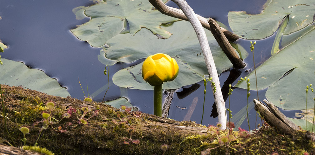 Wetland Wildflowers of the Adirondack Park: Yellow Pond Lily on the edge of Simkins Pond at the Paul Smith's College VIC (14 July 2015). Wetland Wildflowers of the Adirondack Park: Yellow Pond Lily on the edge of Simkins Pond at the Paul Smith's College VIC (14 July 2015).