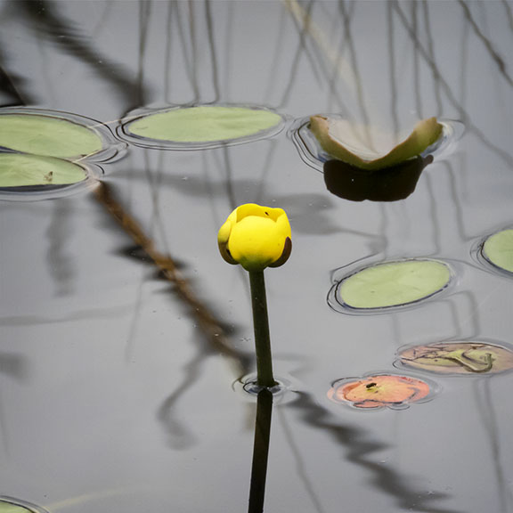 Wetland Wildflowers of the Adirondack Park: Yellow Pond Lily on Heron Marsh at the Paul Smith's College VIC (11 July 2017). Wetland Wildflowers of the Adirondack Park: Yellow Pond Lily on Heron Marsh at the Paul Smith's College VIC (11 July 2017).