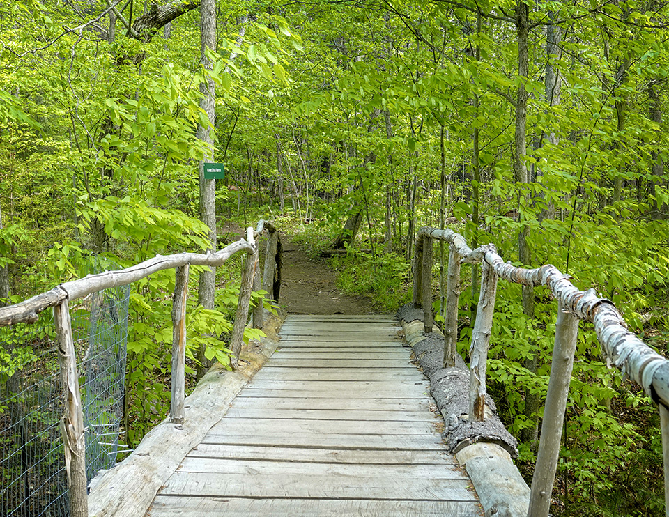 Adirondack Habitats: Main trail at the Adirondack Wildlife Refuge (25 May 2018).