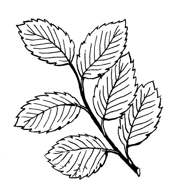 Alternate Leaf/Flower Arrangement