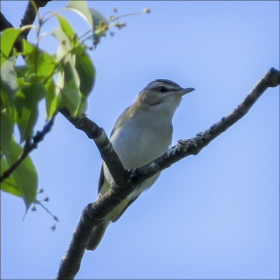 Birds of the Adirondacks: Red-eyed Vireo at the Paul Smiths VIC (13 June 2015) Birds of the Adirondacks: Red-eyed Vireo at the Paul Smiths VIC (13 June 2015)