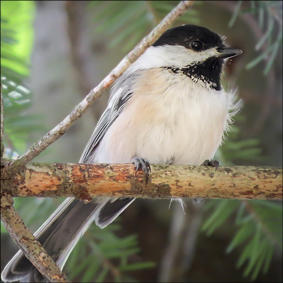 Birds of the Adirondacks: Black-capped Chickadee on the Heron Marsh Trail at the Paul Smiths VIC (2 September 2014) Birds of the Adirondacks: Black-capped Chickadee on the Heron Marsh Trail at the Paul Smiths VIC (2 September 2014)