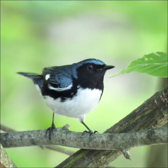 Birds of the Adirondacks: Black-throated Blue Warbler near Craig Wood Golf Course, Lake Placid (25 June 2016). Birds of the Adirondacks: Black-throated Blue Warbler near Craig Wood Golf Course, Lake Placid (25 June 2016).