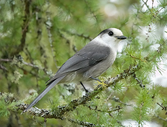 Birds of the Adirondacks: Canada Jay on the Bloomingdale Bog Trail (14 September 2019)