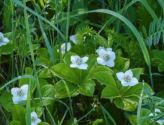 Adirondack Wildflowers: Bunchberry in bloom on the Bloomingdale Bog  Trail (12 June 2019)