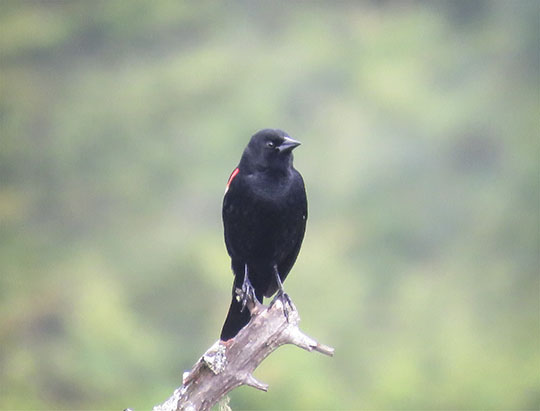 Birds of the Adirondacks: Red-winged Blackbird on the Bloomingdale Bog Trail (10 June 2017)