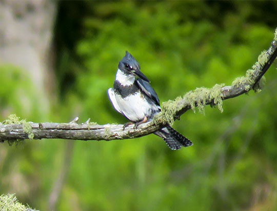 Birds of the Adirondacks: Belted Kingfisher on the Bloomingdale Bog Trail (4 June 2017)