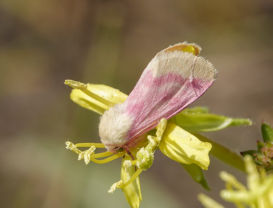 Adirondack Moths: Primrose Moth on the Bloomingdale Bog Trail (30 July 2019)