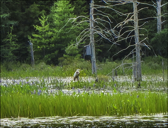 Birds of the Adirondacks: Great Blue Heron on Heron Marsh (19 July 2012)