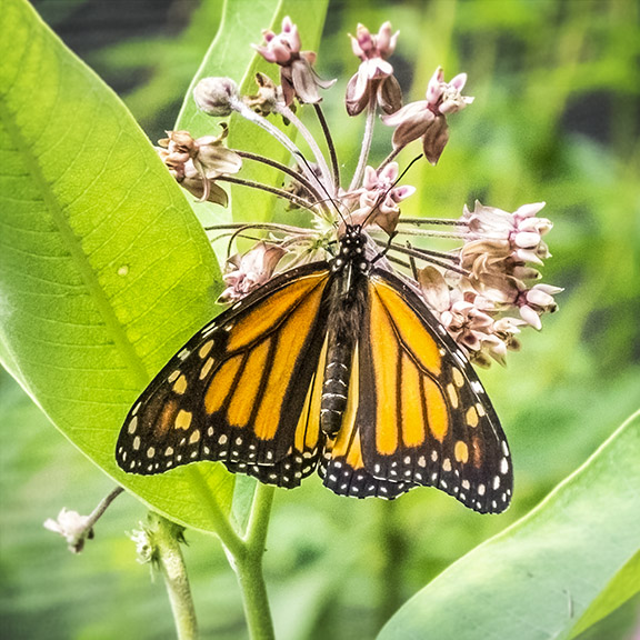 Butterflies of the Adirondack Park: Monarch at the Paul Smiths VIC Native Species Butterfly House (6 August 2015). Butterflies of the Adirondack Park: Monarch at the Paul Smiths VIC Native Species Butterfly House (6 August 2015).