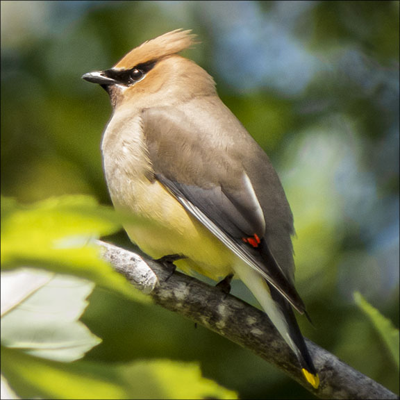 Birds of the Adirondack Park: Cedar Waxwing at the Paul Smiths VIC (17 June 2015). Birds of the Adirondack Park: Cedar Waxwing at the Paul Smiths VIC (17 June 2015).