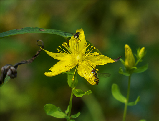 Adirondack Wildflowers:  St. John's Wort on the Easy Street Trail (19 August 2013)