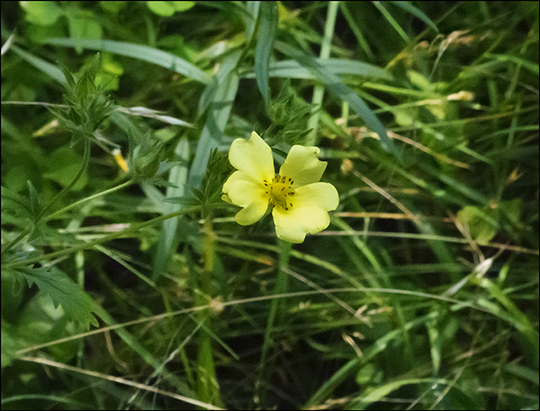 Adirondack Wildflowers:  Cinquefoil in a clearing on the Easy Street Trail (16 August 2013)