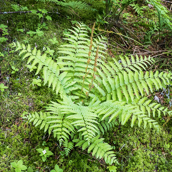 Ferns of the Adirondacks: Cinnamon fern on the Boreal Life Trail (15 June 2013). Ferns of the Adirondacks: Cinnamon fern on the Boreal Life Trail (15 June 2013).