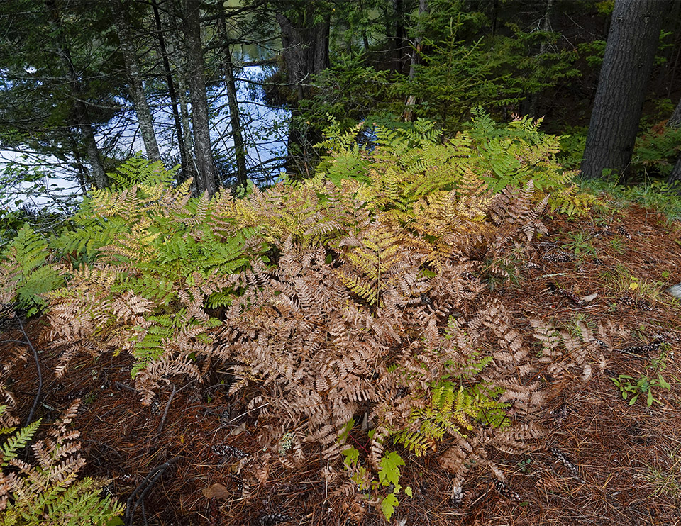 Ferns of the Adirondack Park: Eastern Bracken Ferns (Pteridium aquilinum) on the Black Pond Trail (28 September 2018).