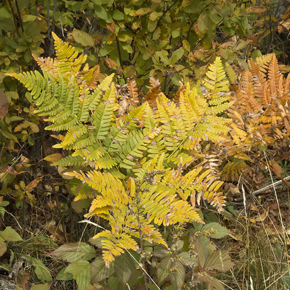 Ferns of the Adirondack Park: Eastern Bracken Ferns near Craig Wood Golf Course, Lake Placid, NY (5 October 2015). Ferns of the Adirondack Park: Eastern Bracken Ferns near Craig Wood Golf Course, Lake Placid, NY (5 October 2015).