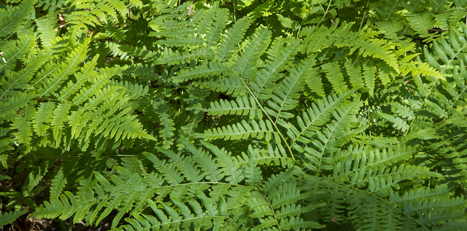 Ferns of the Adirondack Park: Eastern Bracken Fern (Pteridium aquilinum) at the Paul Smith's College VIC (22 June 2014).