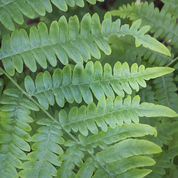 Ferns of the Adirondack Park: Eastern Bracken Fern at the Paul Smith's College VIC (22 June 2014). Ferns of the Adirondack Park: Eastern Bracken Fern at the Paul Smith's College VIC (22 June 2014).