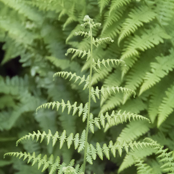 Ferns of the Adirondacks: Hay-scented Ferns in the Nature Museum's Fern Garden at Heart Lake (28 June 2017). Ferns of the Adirondacks: Hay-scented Ferns in the Nature Museum's Fern Garden at Heart Lake (28 June 2017).