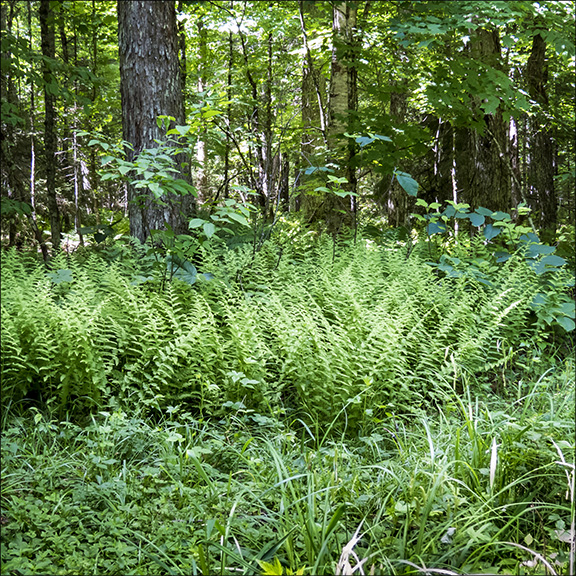 Ferns of the Adirondacks: Hay-scented fern on the Jenkins Mountain Road (22 June 2014). Ferns of the Adirondacks: Hay-scented fern on the Jenkins Mountain Road (22 June 2014).