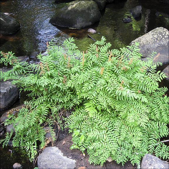 Ferns of the Adirondack Park: Royal Fern on Barnum Brook at the Paul Smith's College VIC (10 July 2012). Ferns of the Adirondack Park: Royal Fern on Barnum Brook at the Paul Smith's College VIC (10 July 2012).