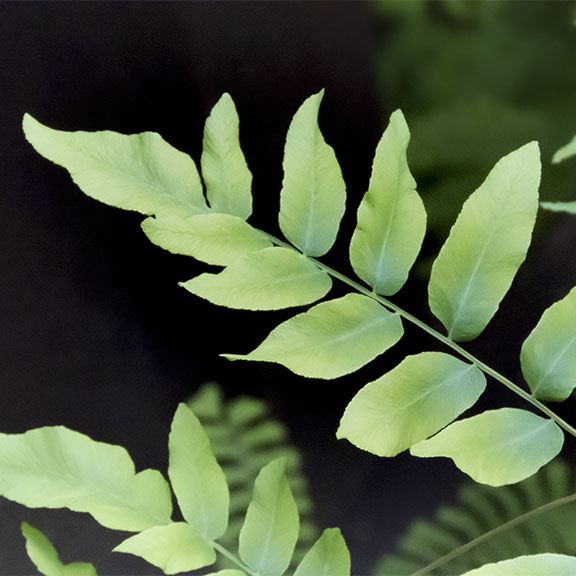Ferns of the Adirondack Park: Royal Fern in the Fern Garden adjacent to the Nature Museum at Heart Lake (28 June 2017). Ferns of the Adirondack Park: Royal Fern in the Fern Garden adjacent to the Nature Museum at Heart Lake (28 June 2017).