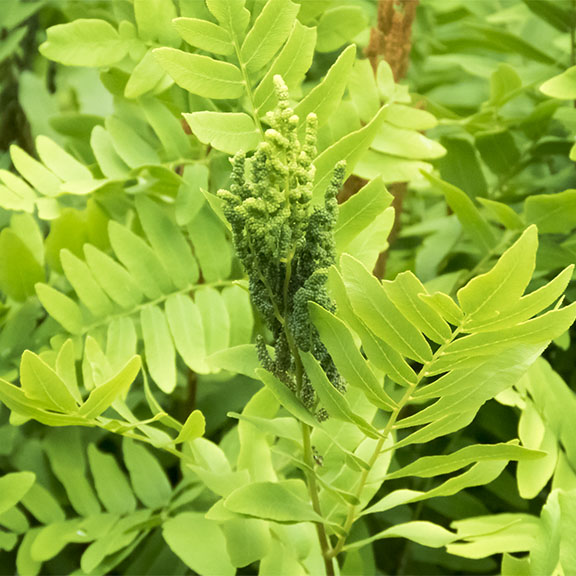 Ferns of the Adirondack Park: Royal Fern on the ski slope on the Heart Lake Trail (28 June 2017). Ferns of the Adirondack Park: Royal Fern on the ski slope on the Heart Lake Trail (28 June 2017).